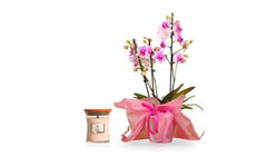 Pillangó orchidea, alacsony, 2 ágas + WoodWick gyertya (85g)