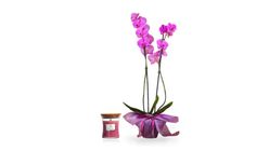 Pillangó orchidea, Magas, 2 ágas + WoodWick gyertya (85g)