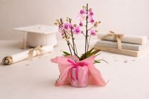 Pillangó orchidea, alacsony, 2 ágas 🎁🌸