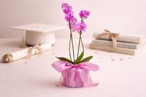 Pillangó orchidea, magas, 2 ágas 🎁🌸