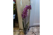 Cserepes 2 ágas orchidea