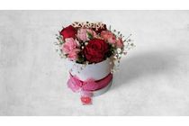Bordó rózsa rózsaszín virágokkal 12 cm-es boxban