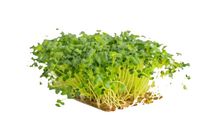 Retek mikrozöld otthoni szüretelésre 250g