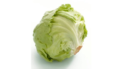 Gartner Isbergsalat | 1stk